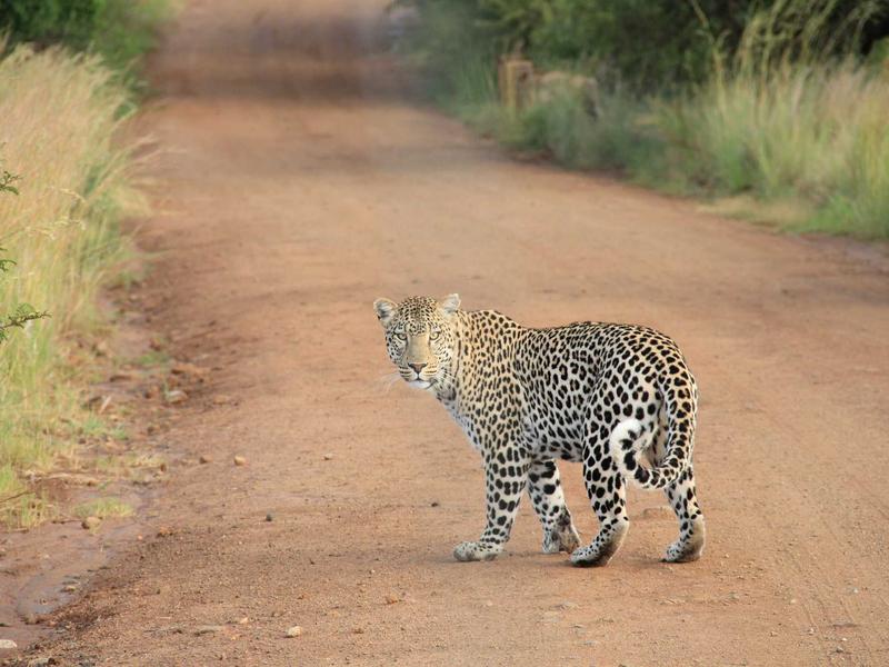 宿醉解药<br>qyo4ufag.cn 番茄汁加盐方